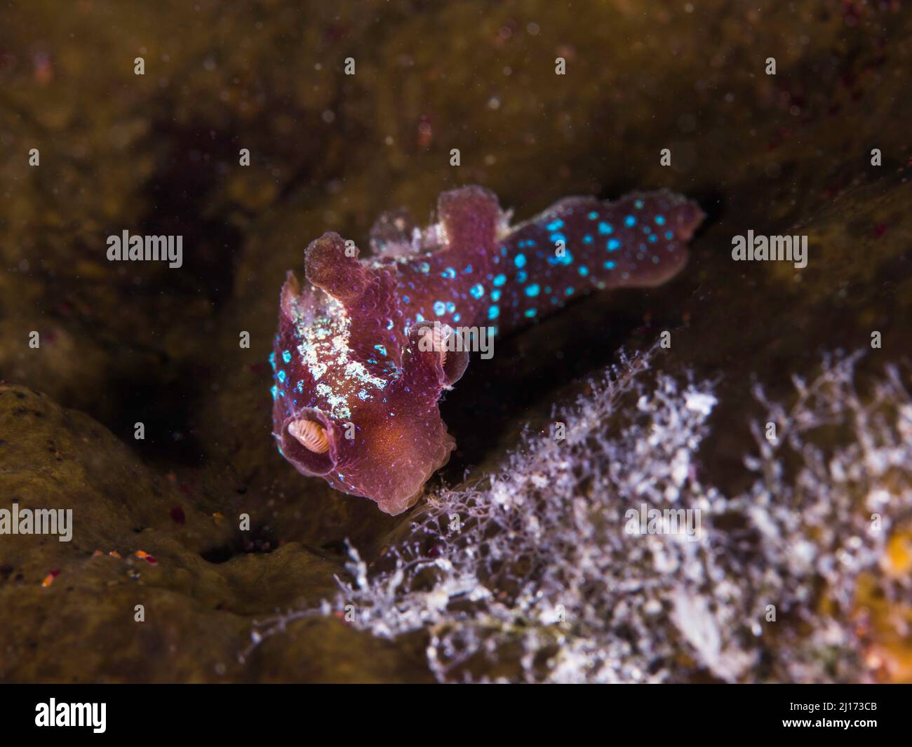 Iridescent nudibranch (Notobryon wardi) brown sea slug with blue spots Stock Photo
