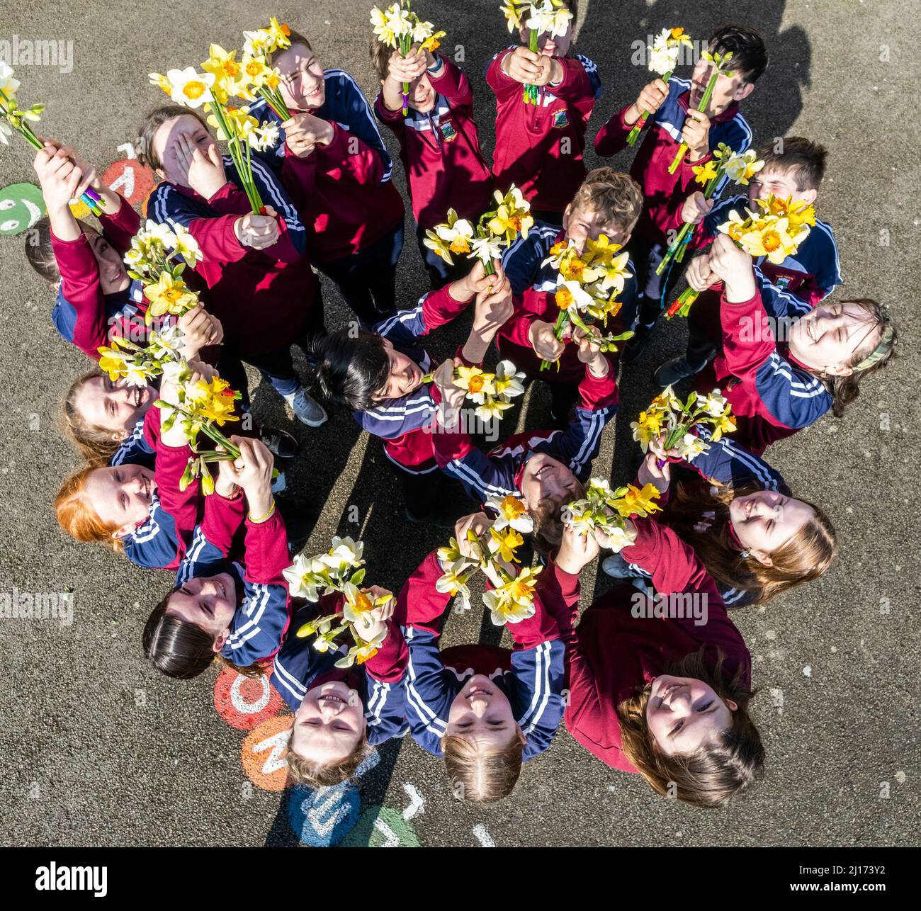 Timoleague, West Cork, Ireland. 23rd Mar, 2022. Children of Timoleague National School were today preparing for Daffodil Day this Friday. Cllr Paul Hayes supplied 400 daffodil bulbs, which should yield 2000 flowers, to the school, playgroup and Timoleague Tidy Towns. The daffodils will be sold on Friday to raise funds for the Irish Cancer Society. Credit: AG News/Alamy Live News Stock Photo