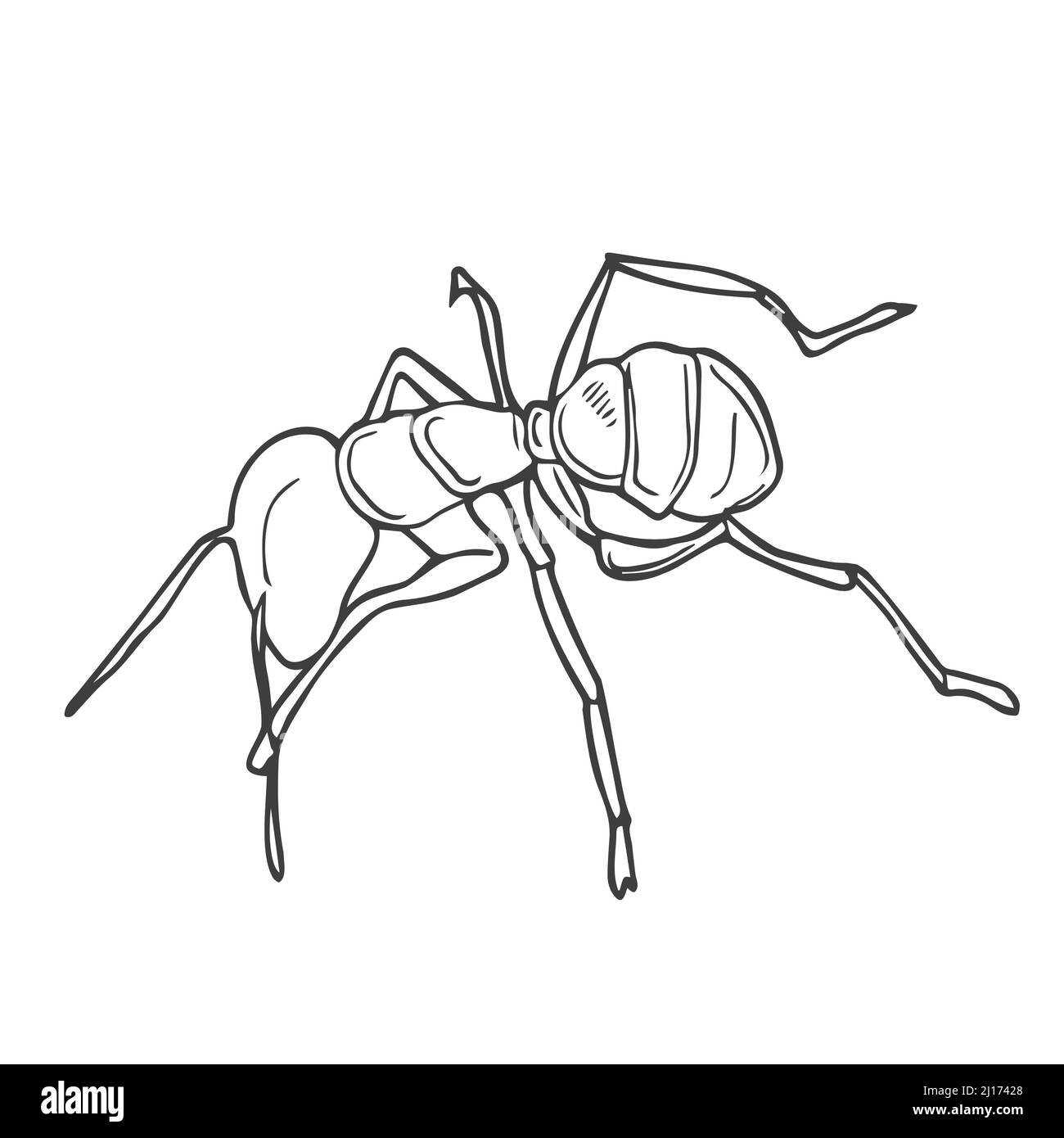 Ant silhouette vector on a white background. Vector sketch Stock Vector