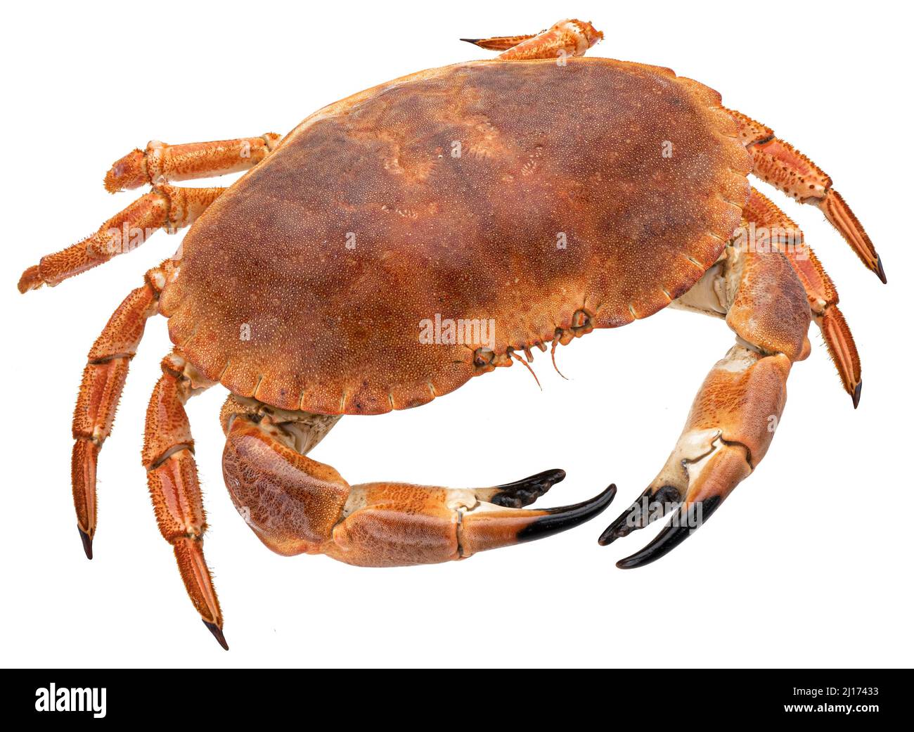 Cooked crab isolated on white background Stock Photo