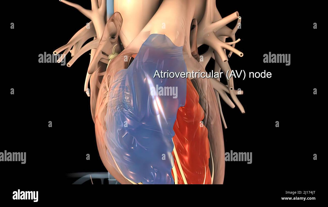 Sinoatrial Node High Resolution Stock Photography and Images - Alamy
