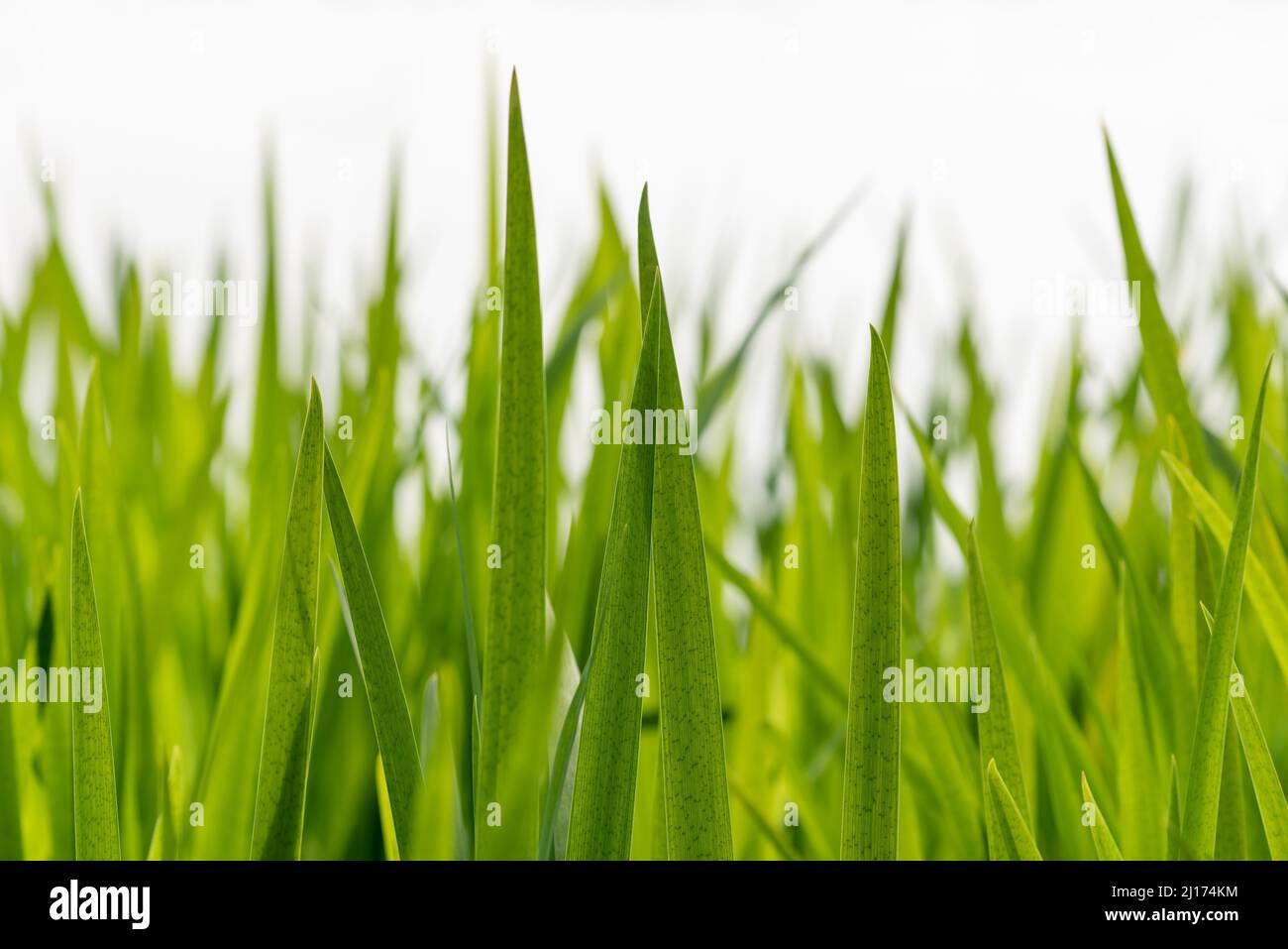 Narrow green leaves against bright sky close-up view Stock Photo