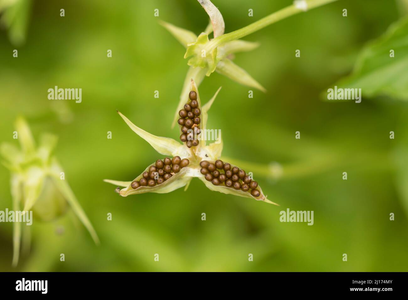 Viola (Cornuta alba) seedpods and flowers,  Allendale, Northumberland, England Stock Photo
