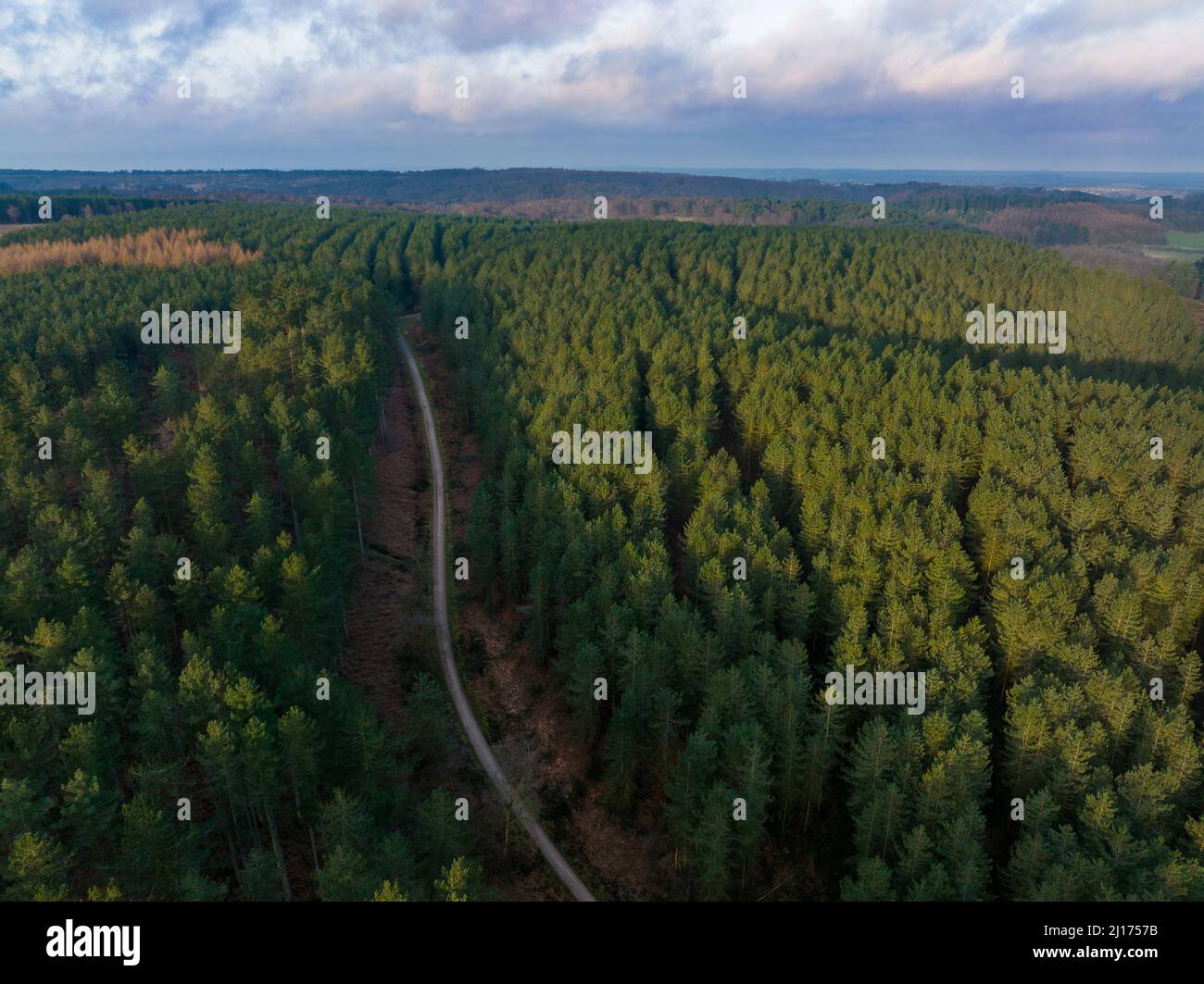 Aerial View of path through pine forest, Cannock Chase, Staffordshire, UK Stock Photo