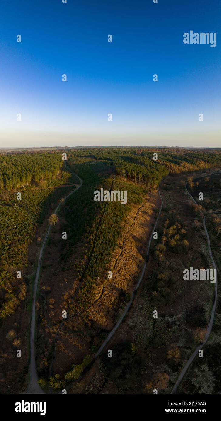 Aerial View of path through pine forest, Cannock Chase, Staffordshire, UK Stock Photo
