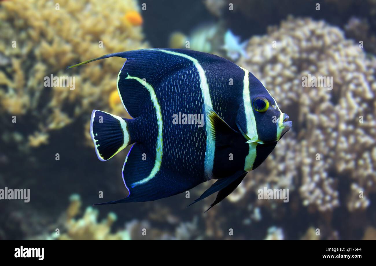 Close-up view of a juvenile French angelfish (Pomacanthus paru) Stock Photo