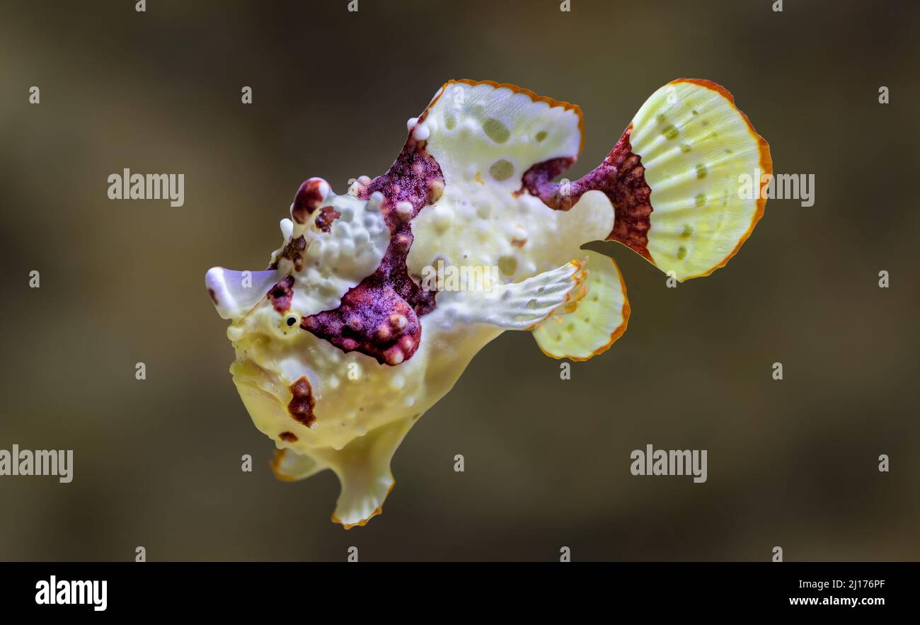 Close-up view of a Warty frogfish (Antennarius maculatus) Stock Photo