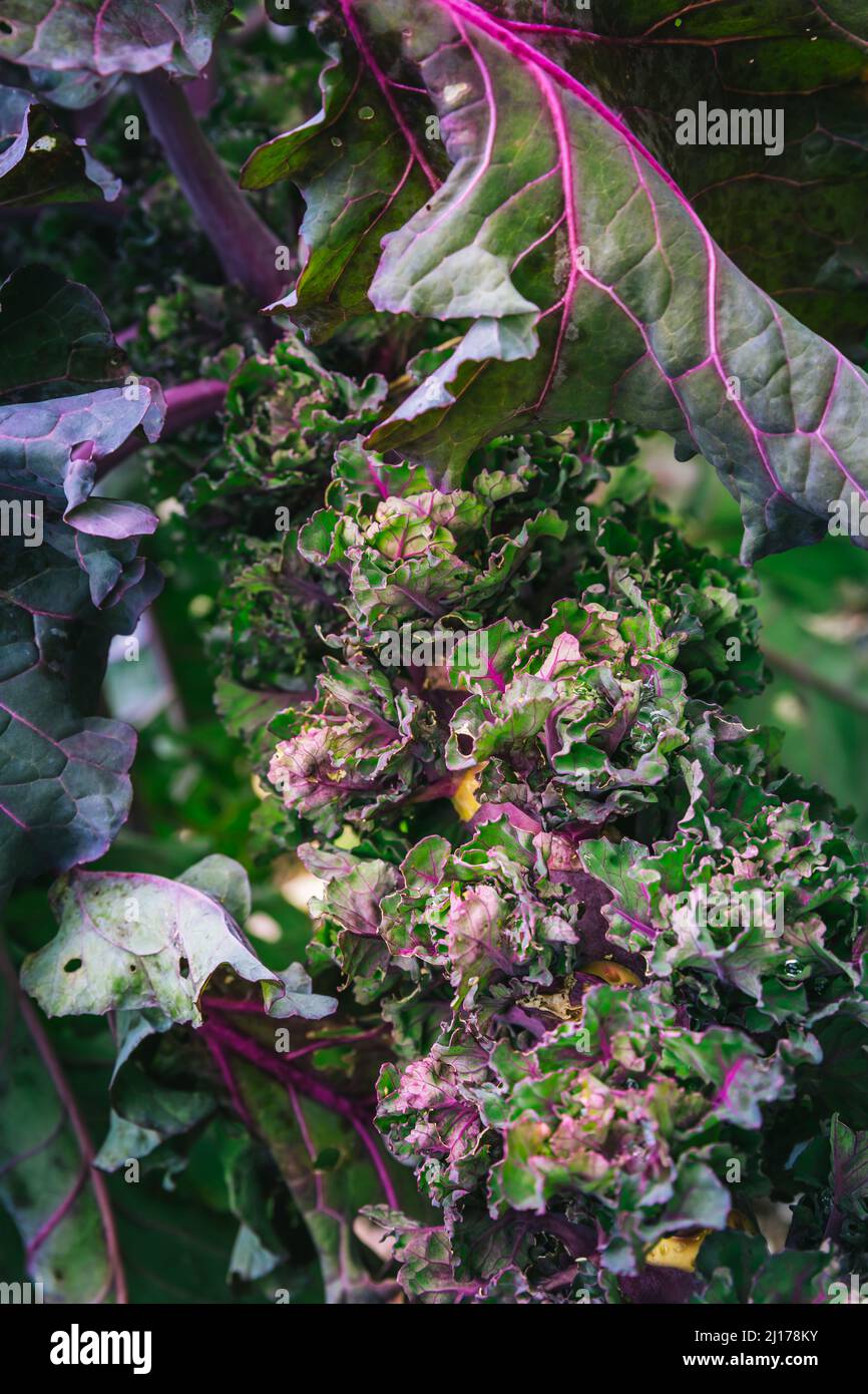 Kalette, kale sprouts or flower sprouts growing in vegetable garden