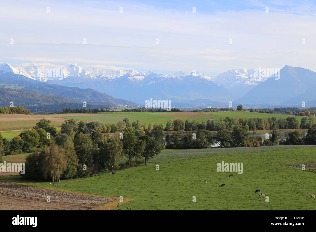 A typical Swiss idyll with a view over cows, a lake and mountains. Stock Photo