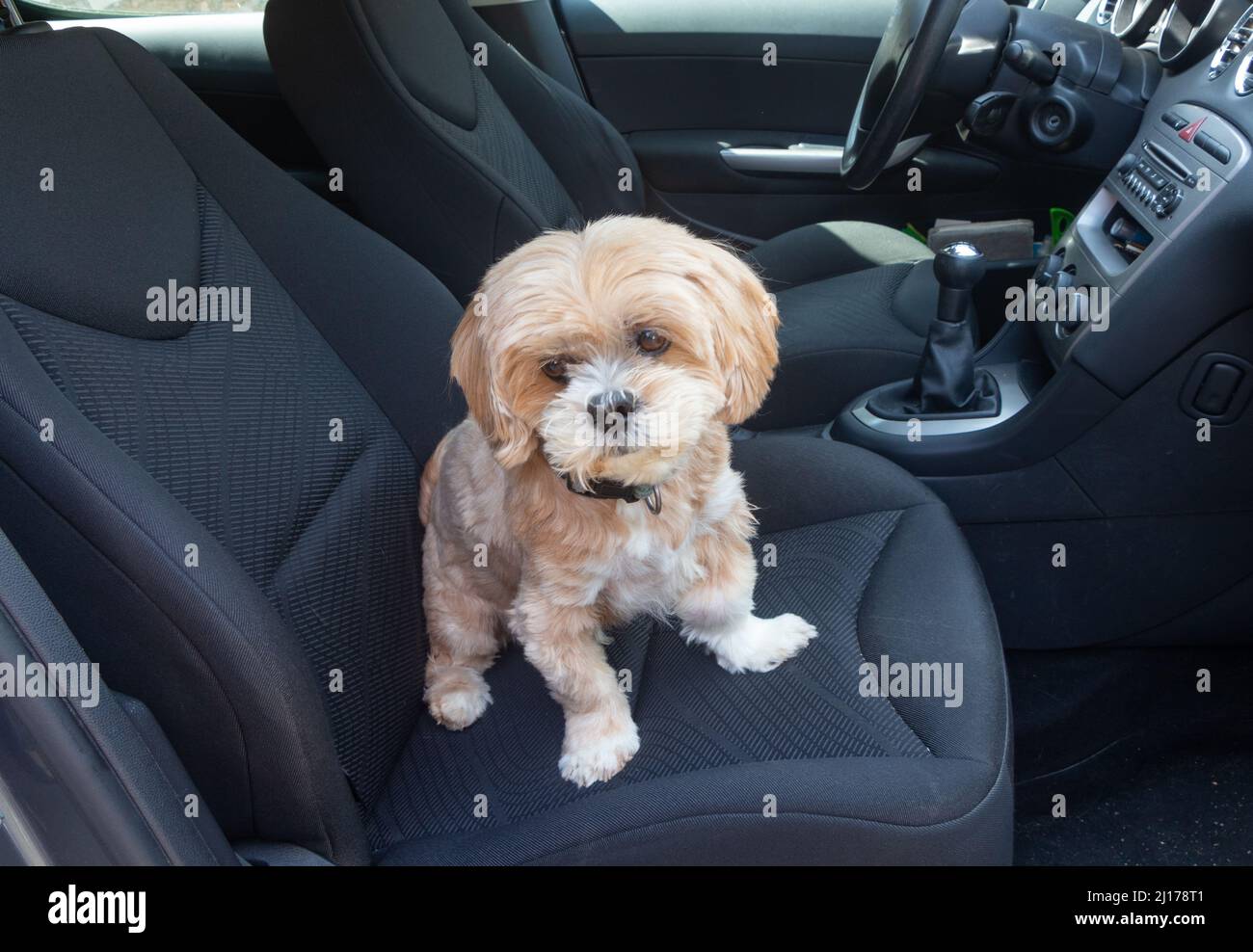 can a dog sit in the front passenger seat