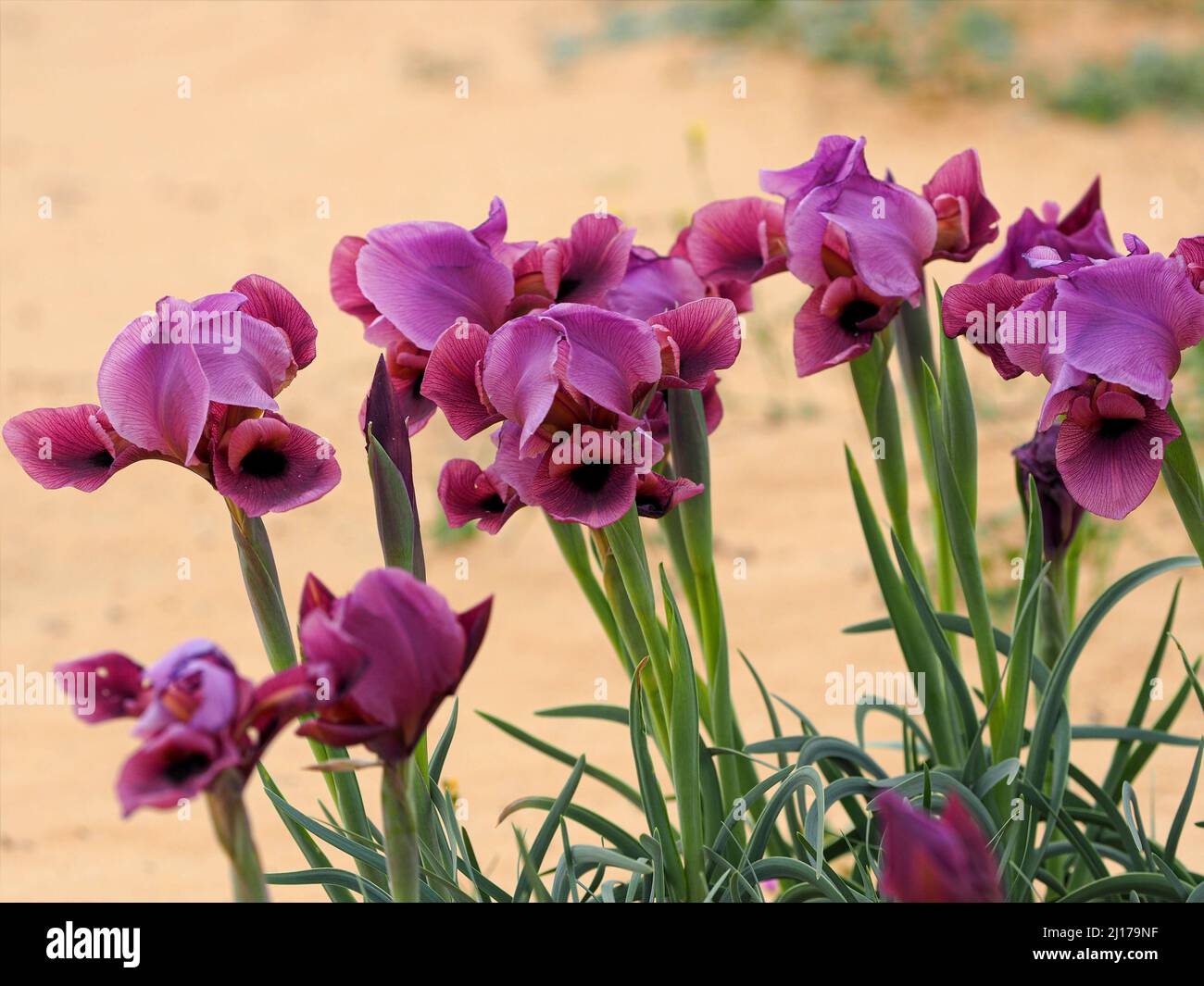 Wild irises bloom in the desert. Blurred background. Stock Photo