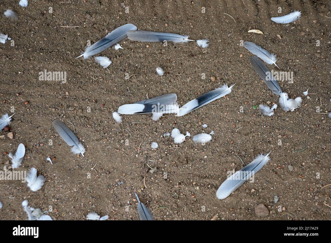 Feathers cover the ground after a bird of prey consumed a pigeon in Santa Fe, New Mexico. Stock Photo
