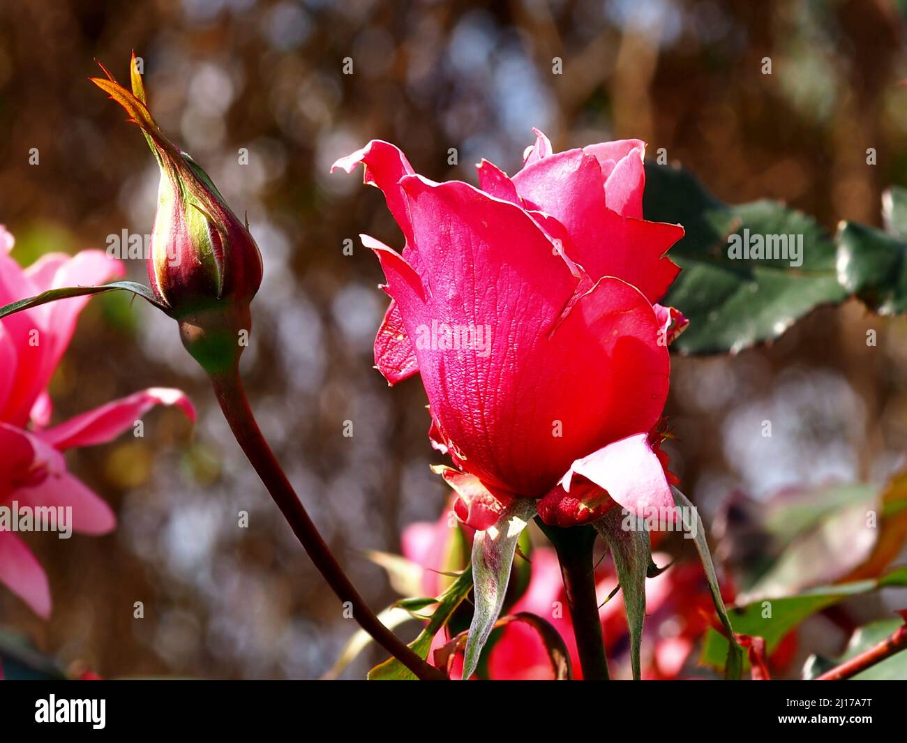 Beautiful pink rose and bud on a blurred background. Stock Photo
