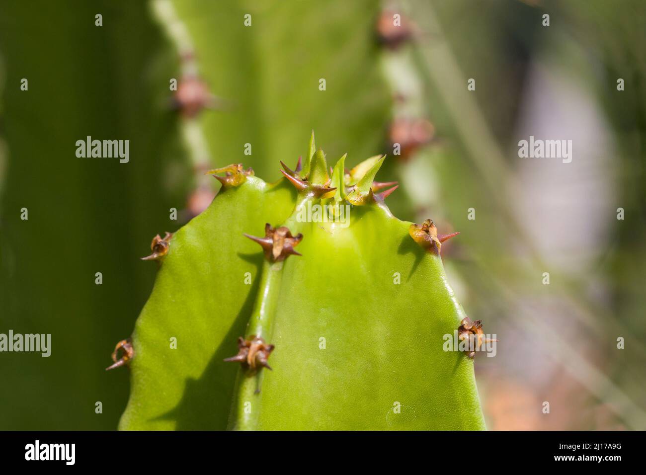 spiked cactus stem top in summer Stock Photo