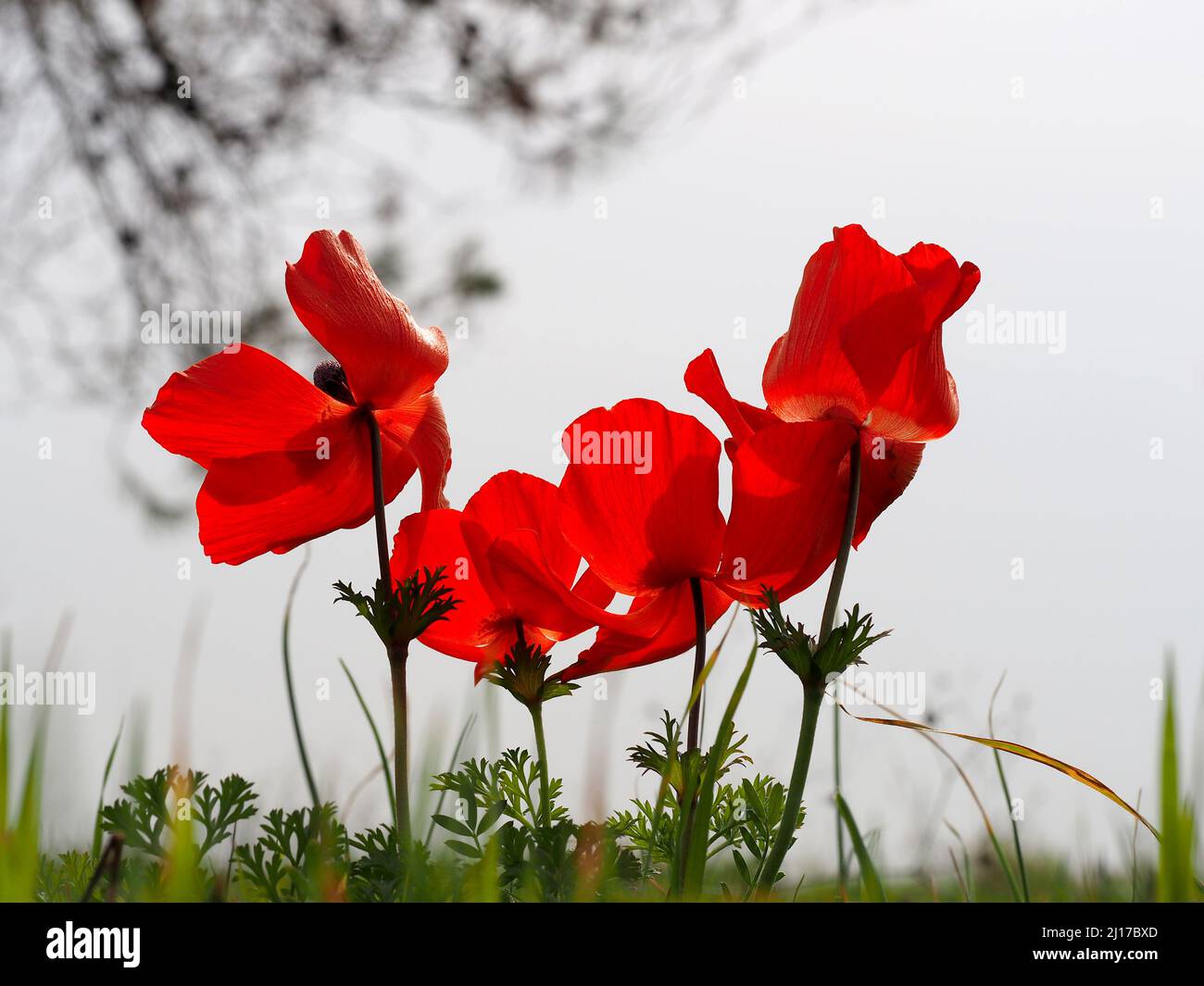 Four red anemones against a cloudy sky. Blurred background. Stock Photo