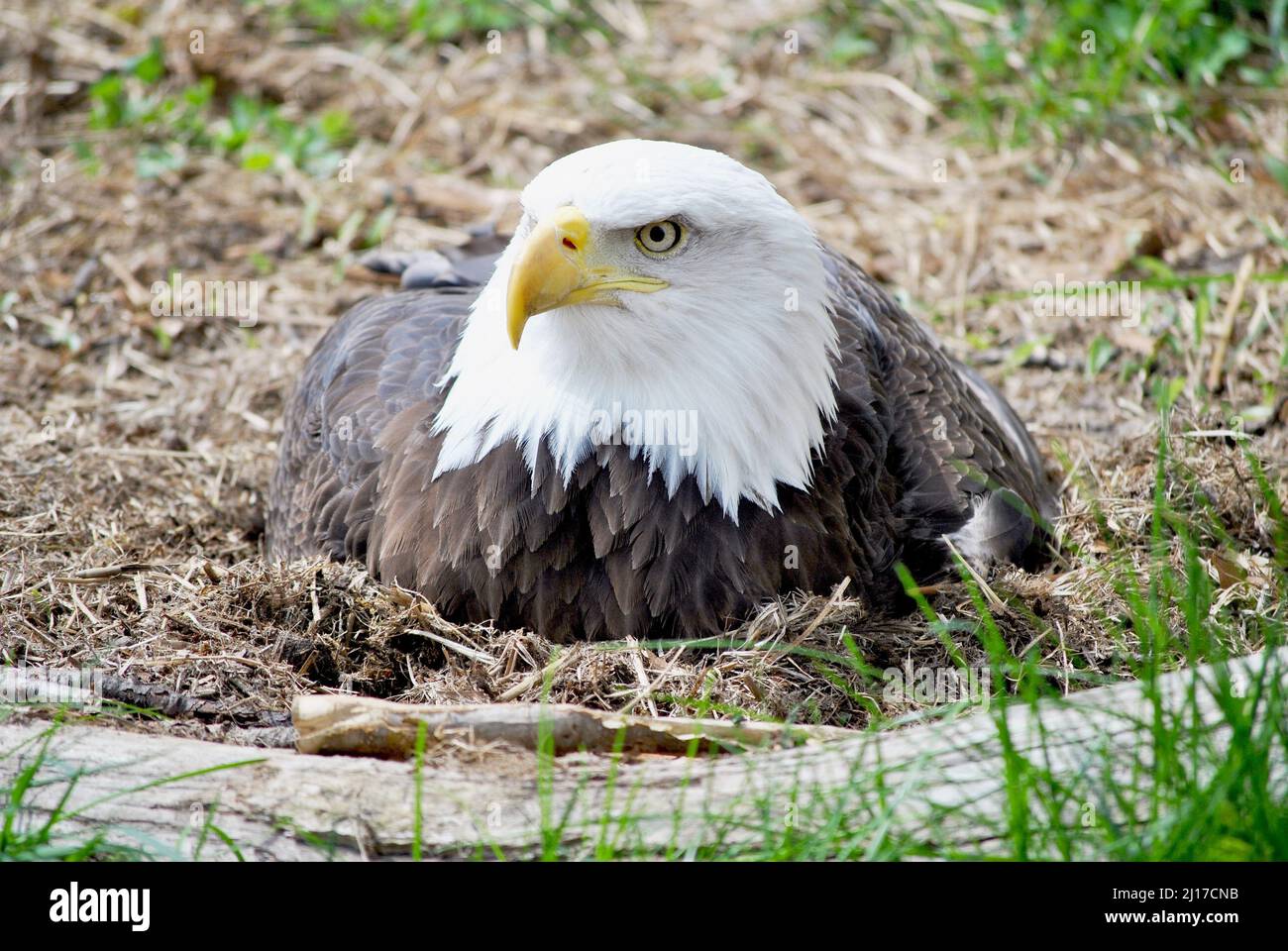 American Bald Eagle-Accipitridae Stock Photo