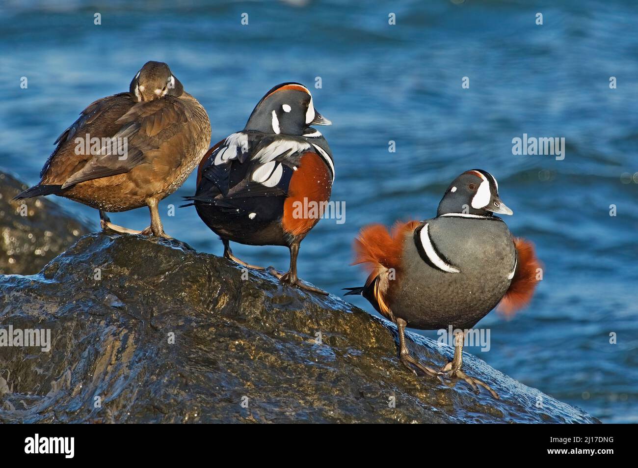 Male and female Harlequin (Histrionicus histrionicus)  ducks Stock Photo
