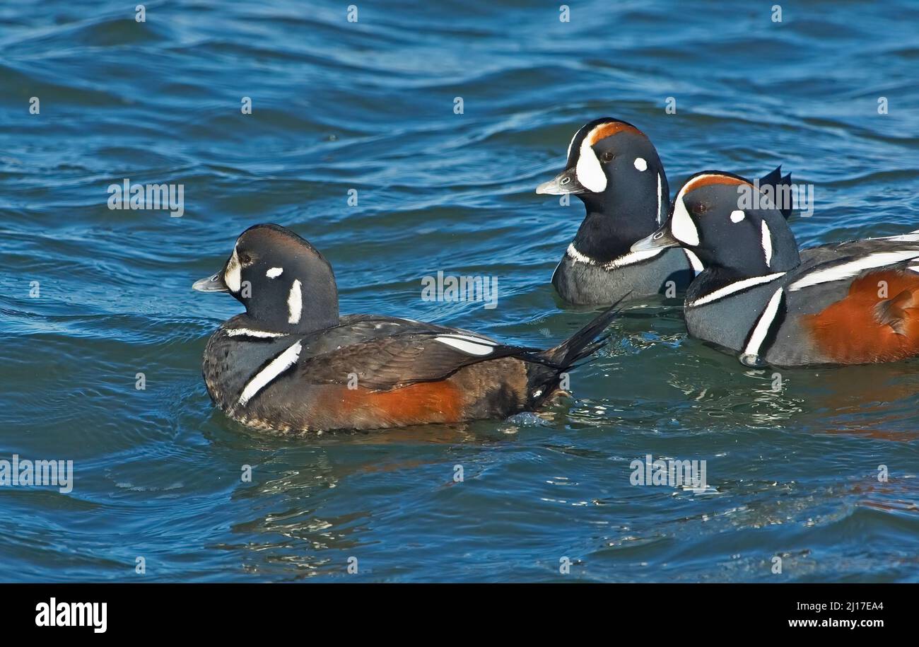 Male Harlequin ducks (Histrionicus histrionicus)  swimming Stock Photo