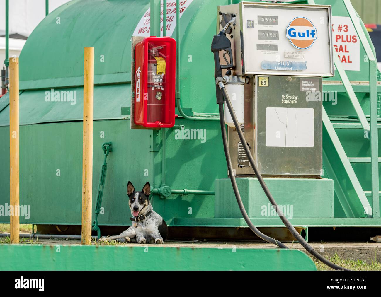 A dog sitting next to a fuel pump and fuel storage tank Stock Photo