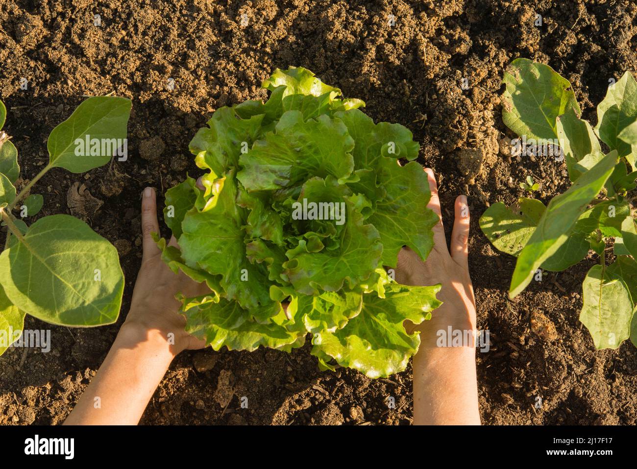 Woman's hands harvesting lettuce at organic garden Stock Photo