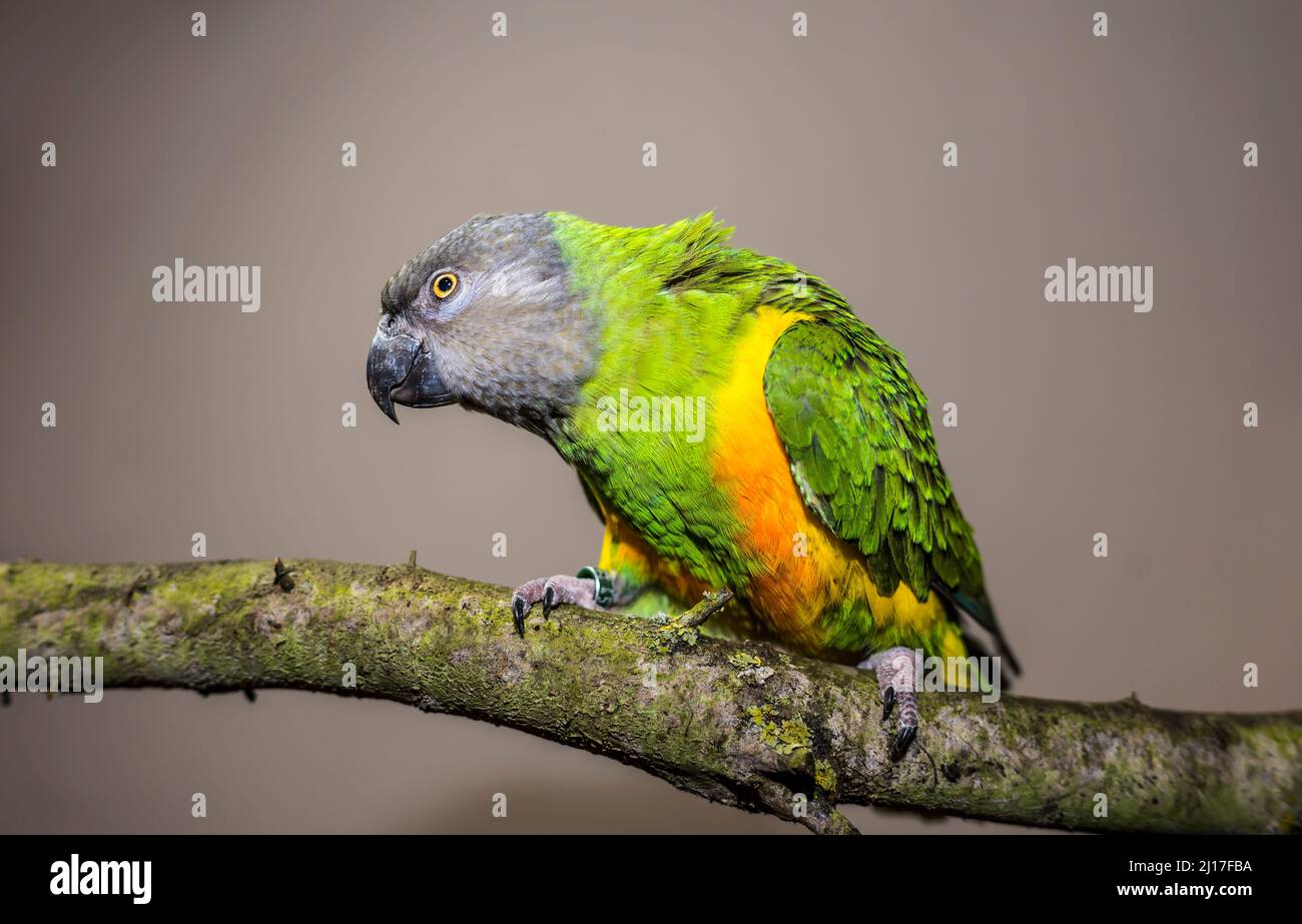 Studio portrait of Senegal parrot (Poicephalus senegalus) perching on branch Stock Photo