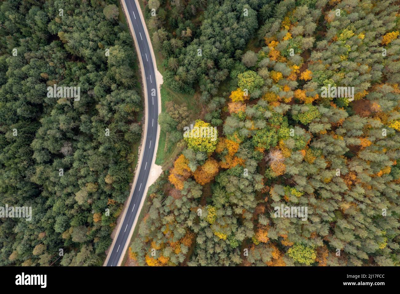 Asphalt road through forest hi-res stock photography and images - Alamy