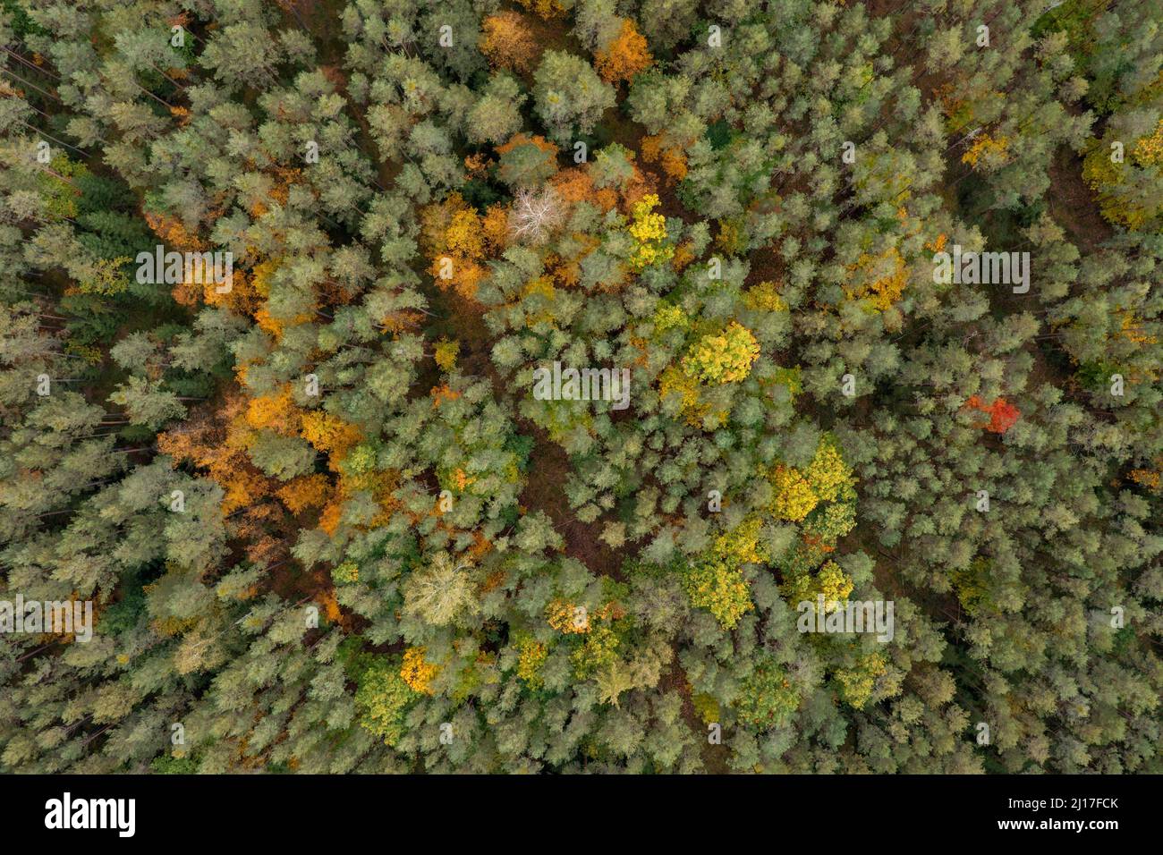 Green forest drone hi-res stock photography and images - Alamy