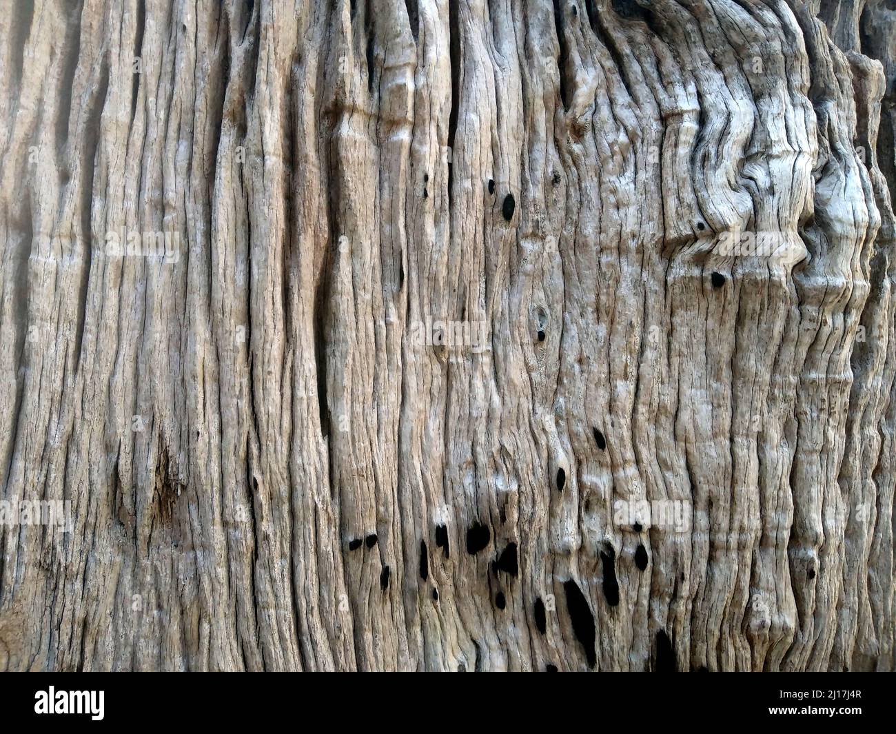Details of trees that die by themselves naturally. Wood grain