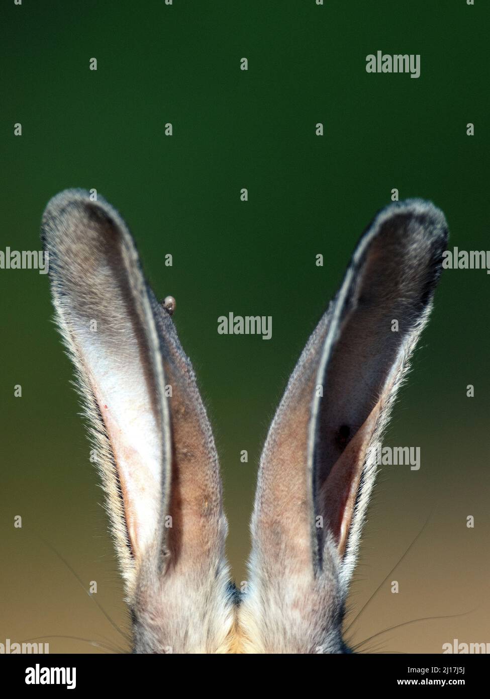 Close-up of two raised animal ears Stock Photo