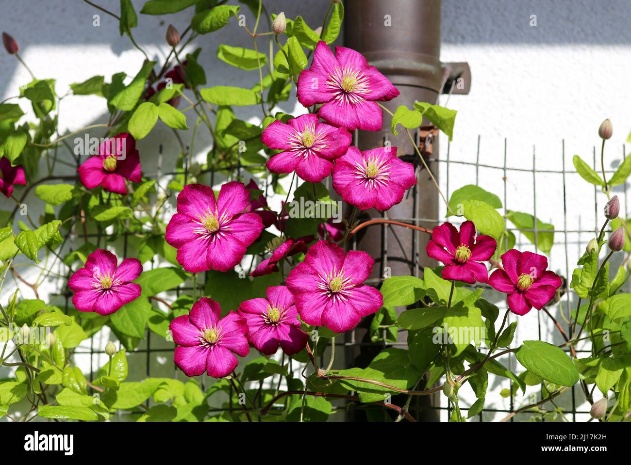 Magenta clematis flowers as camouflage Stock Photo