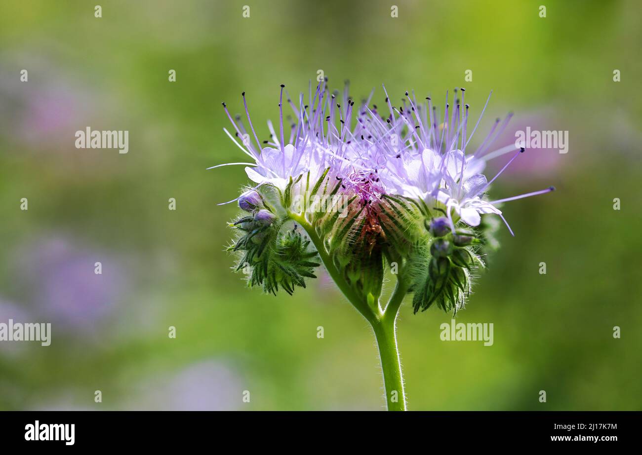 Pasture for bees with phacelia Stock Photo