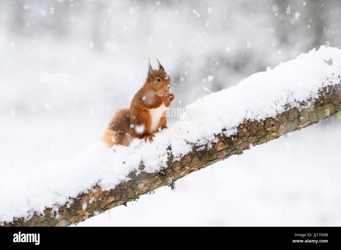 Red squirrel (Sciurus vulgaris) feeding on snow-covered branch Stock Photo