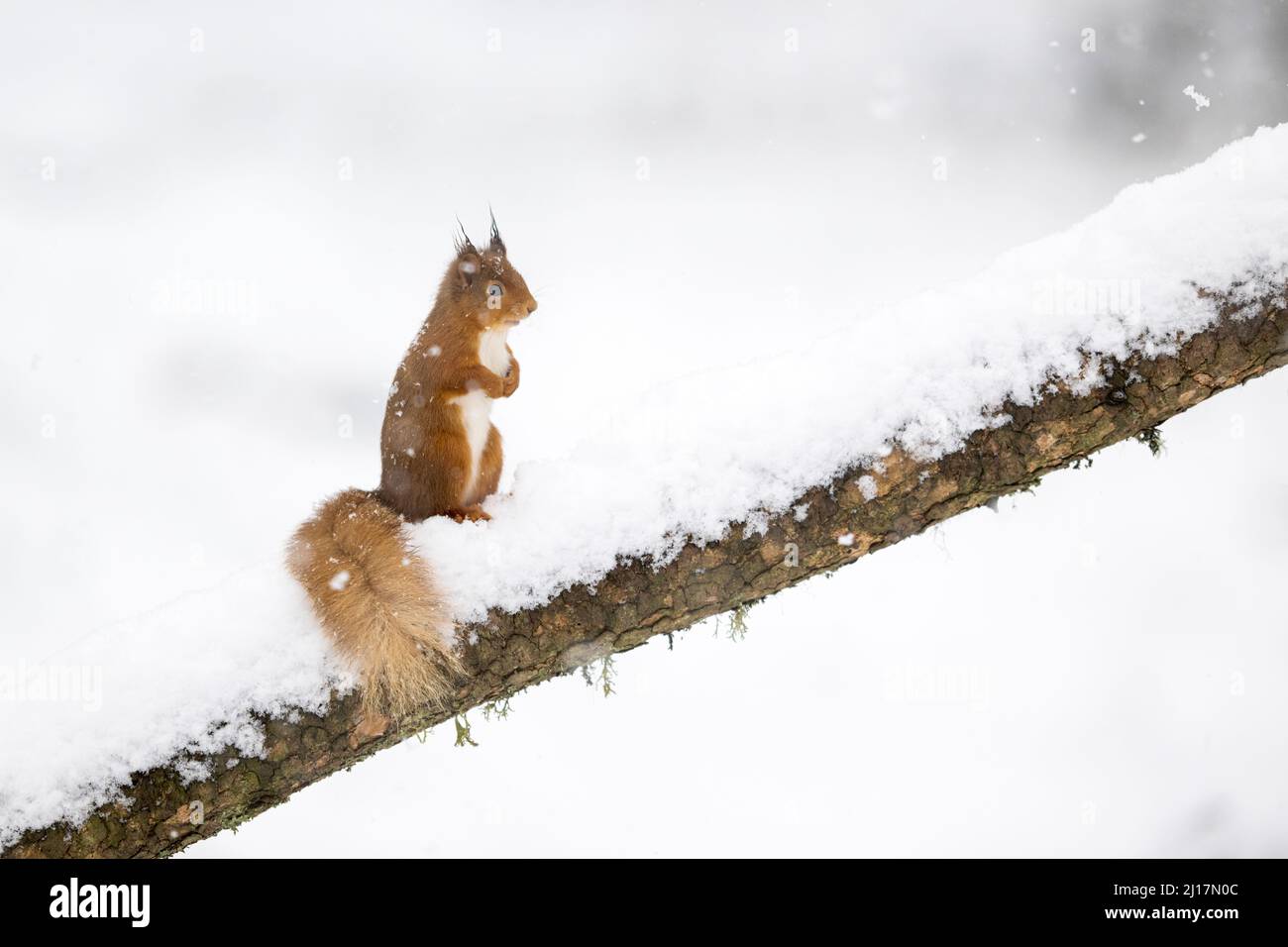 Red squirrel (Sciurus vulgaris) standing on snow-covered branch Stock Photo