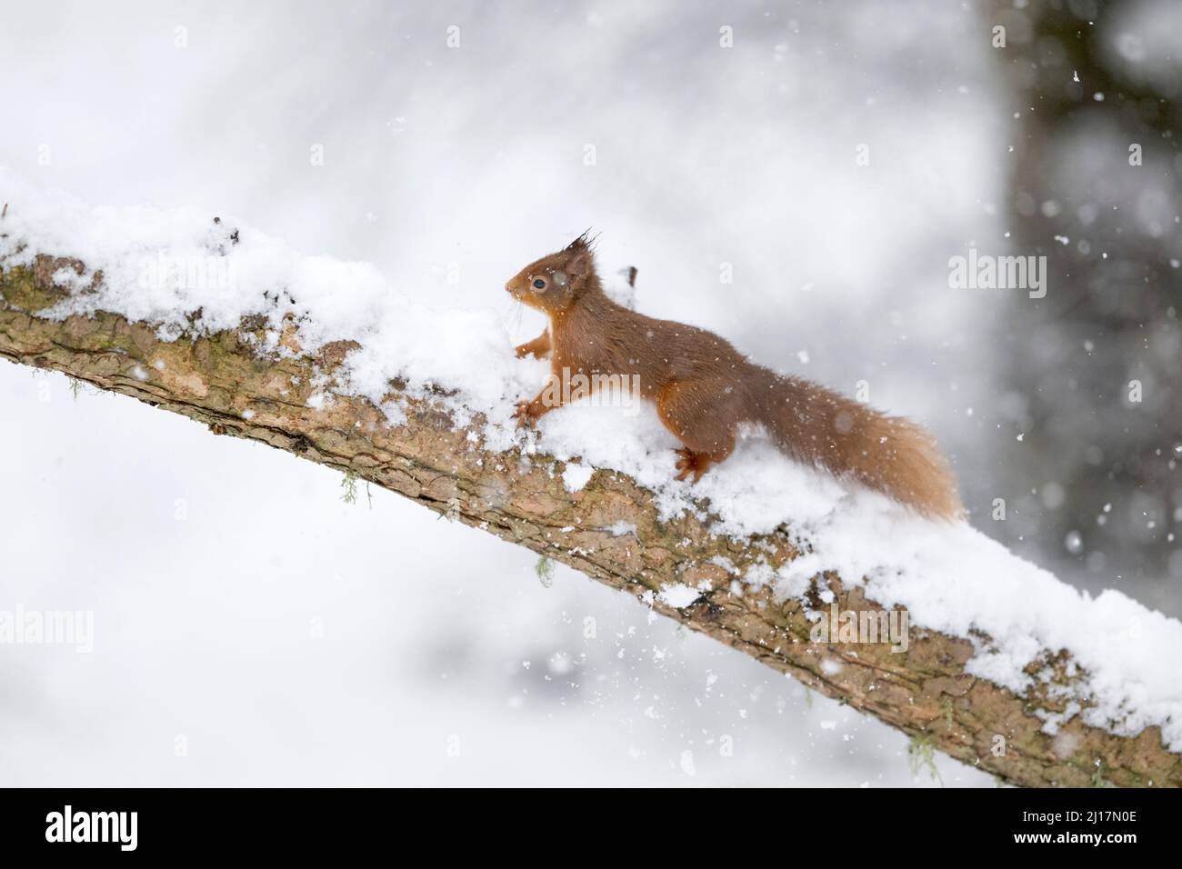 Red squirrel (Sciurus vulgaris) climbing snow-covered branch Stock Photo