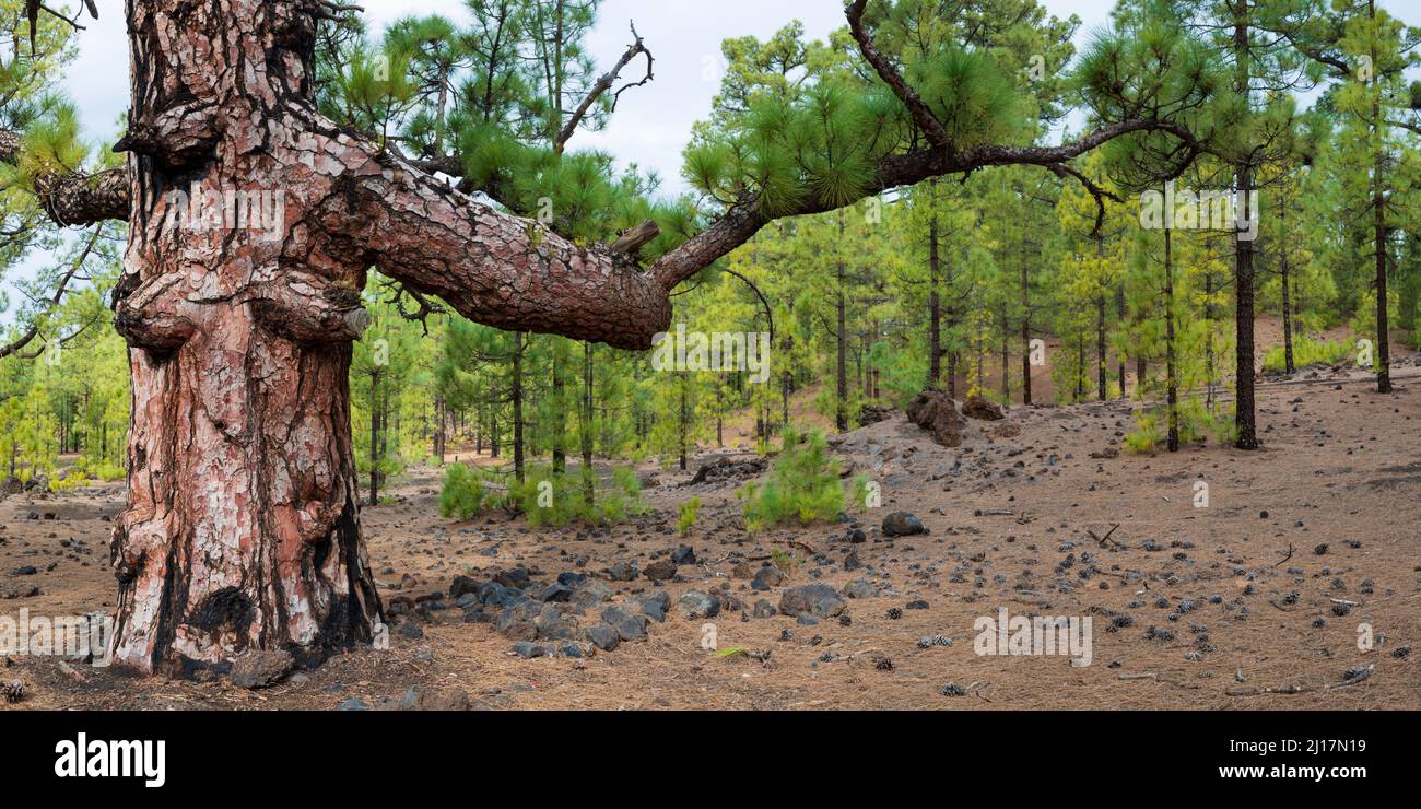Spain, Province of Santa Cruz de Tenerife, Canary Island pine tree (Pinus canariensis) forest in Teide National Park Stock Photo