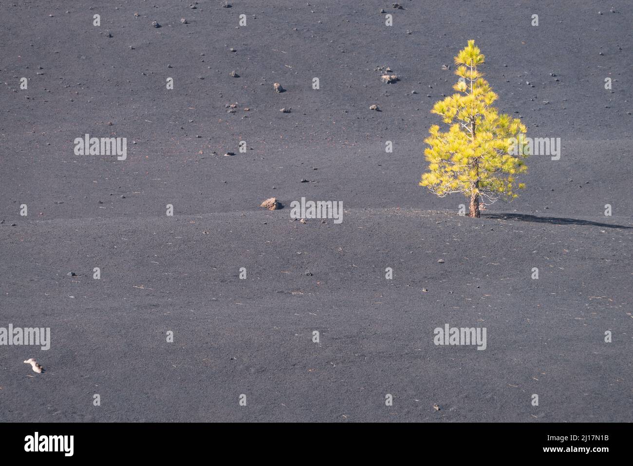Single Canary Island pine tree (Pinus canariensis) growing in gray terrain Stock Photo