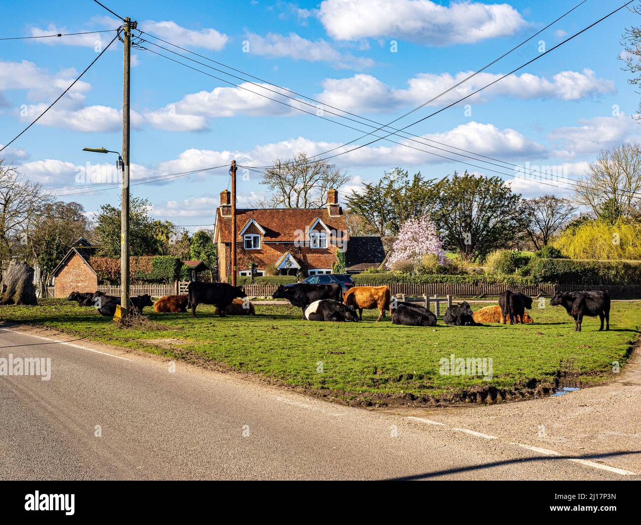 Cattle enjoying the Spring sunshine in the village of Bramshaw in the New Forest National Park, Hampshire, England Stock Photo