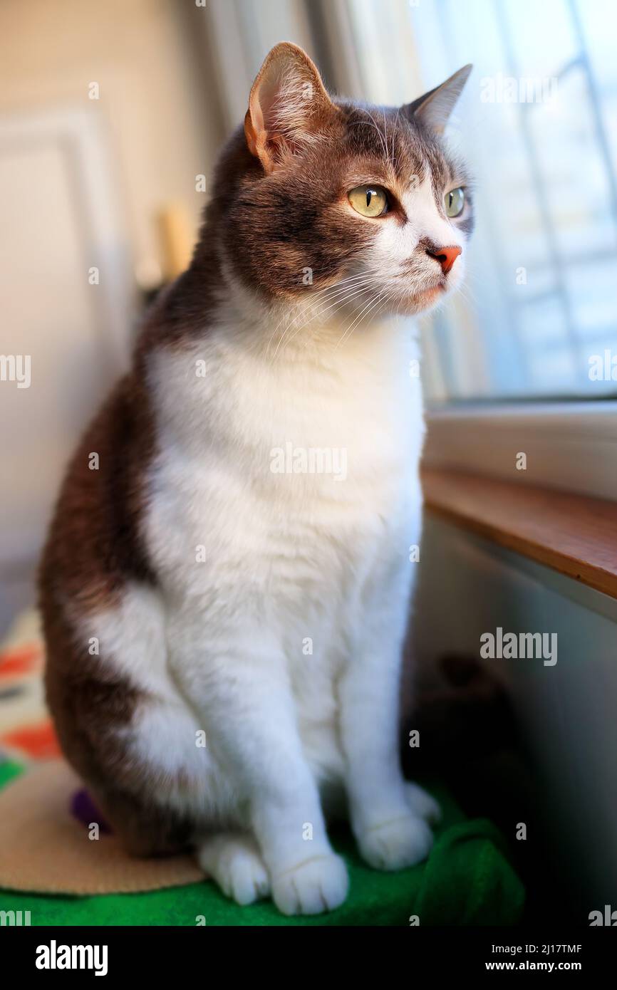 Beautiful cat sits on balcony and looks outside through window. Pet is sad. Theme of animals. Stock Photo