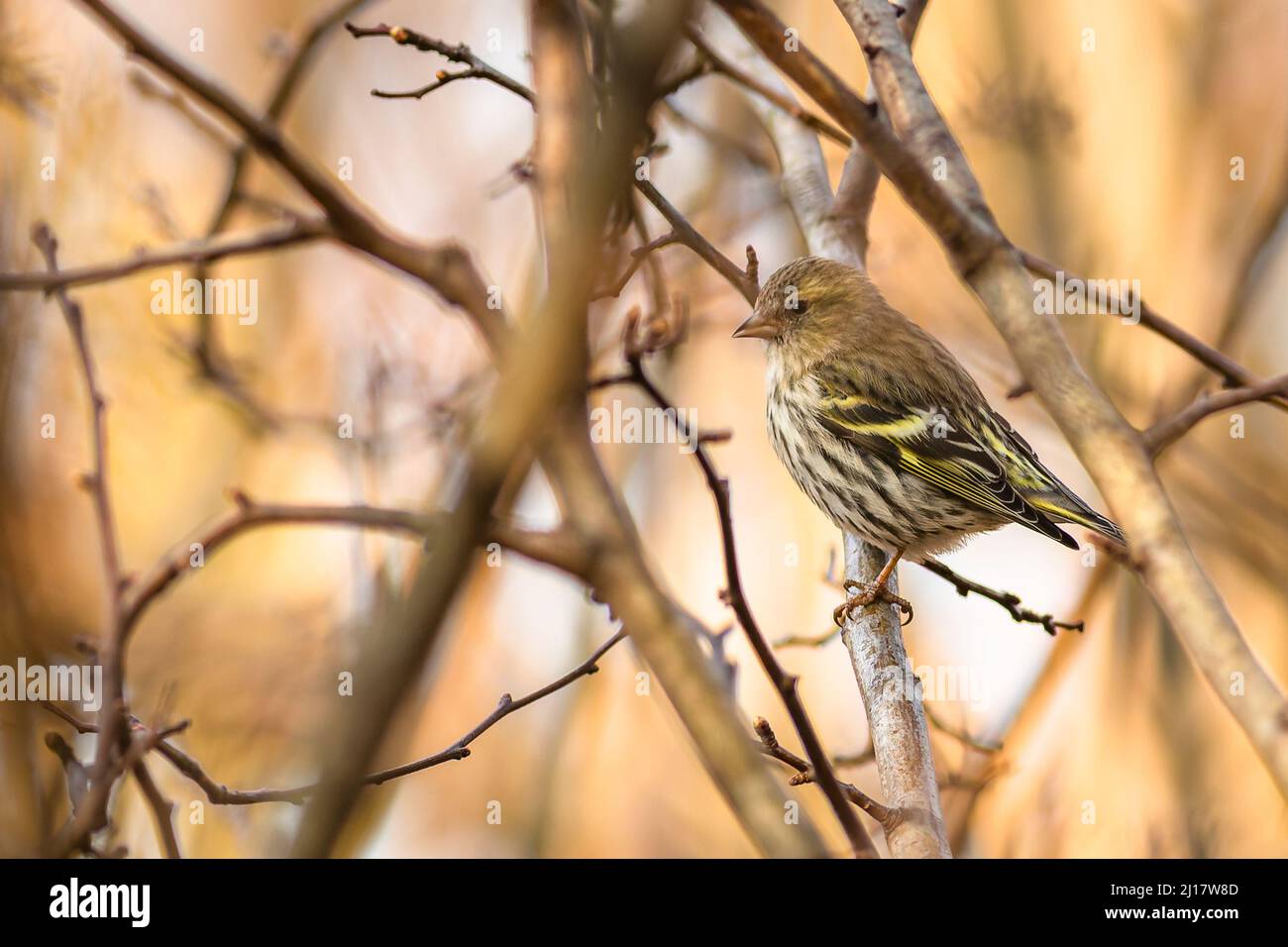 The Eurasian siskin, a female, a small passerine bird perching on a sunny day in a park. Brown and orange background with twigs. Stock Photo