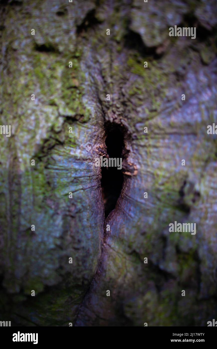 Amazing colorful tree hollow closeup Tree hole with beautiful violet and green color macro photo Nature wonder Stock Photo