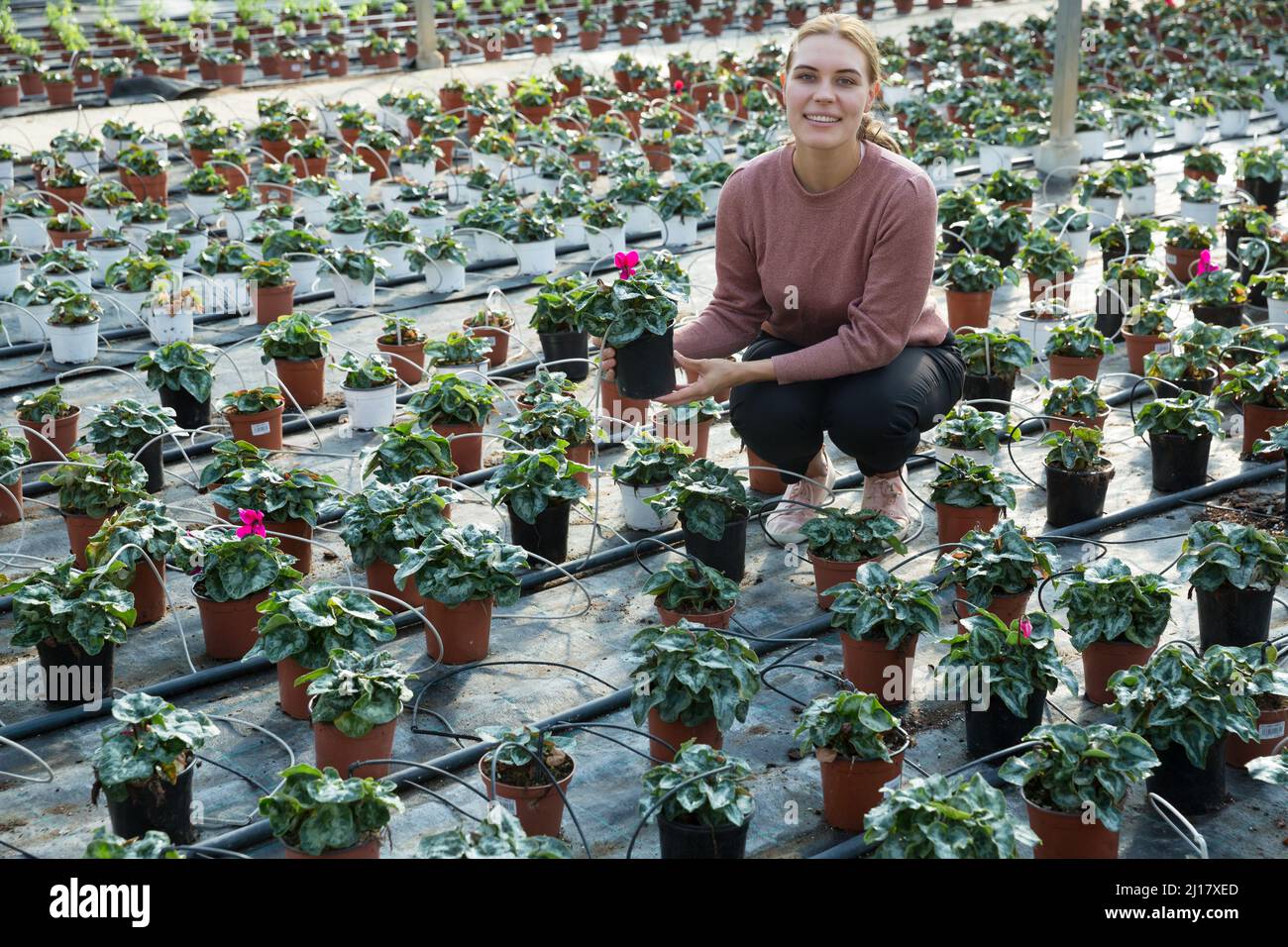 Female worker supervising and caring for growing seedlings of Eastern ...