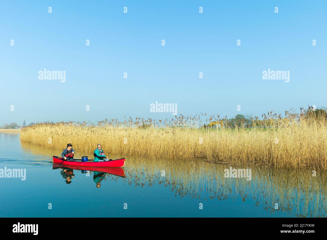 Man and woman row down the river Hull in a small boat flanked by golden reeds under bright blue sky in spring in Beverley, UK. Stock Photo
