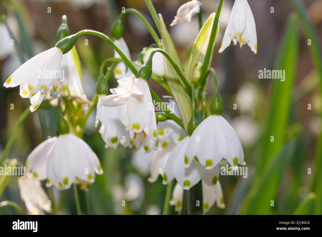 Lily of the valley (Convallaria majalis) flowers in springtime, Sussex, UK Stock Photo