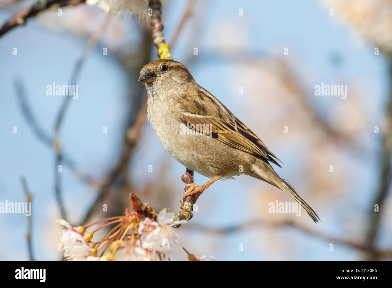 House sparrow among Cherry blossom,Sussex, UK Stock Photo