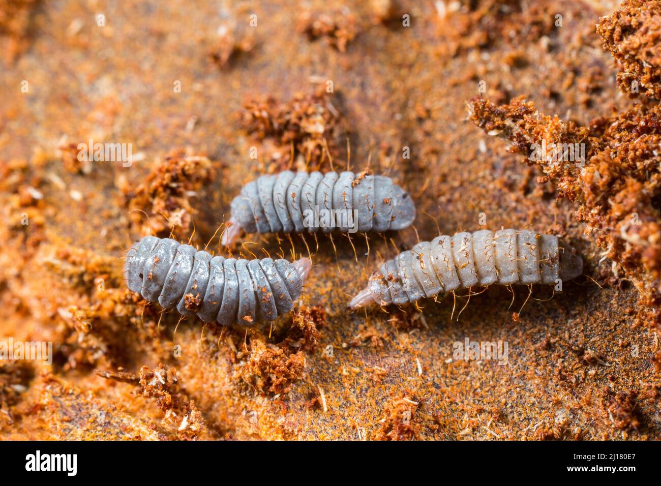 Stratiomyidae Larvae