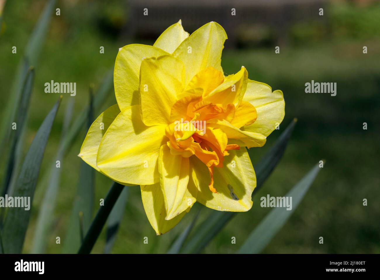 Double flowering Daffodil plant showing 2 rings of yellow petals. Stock Photo