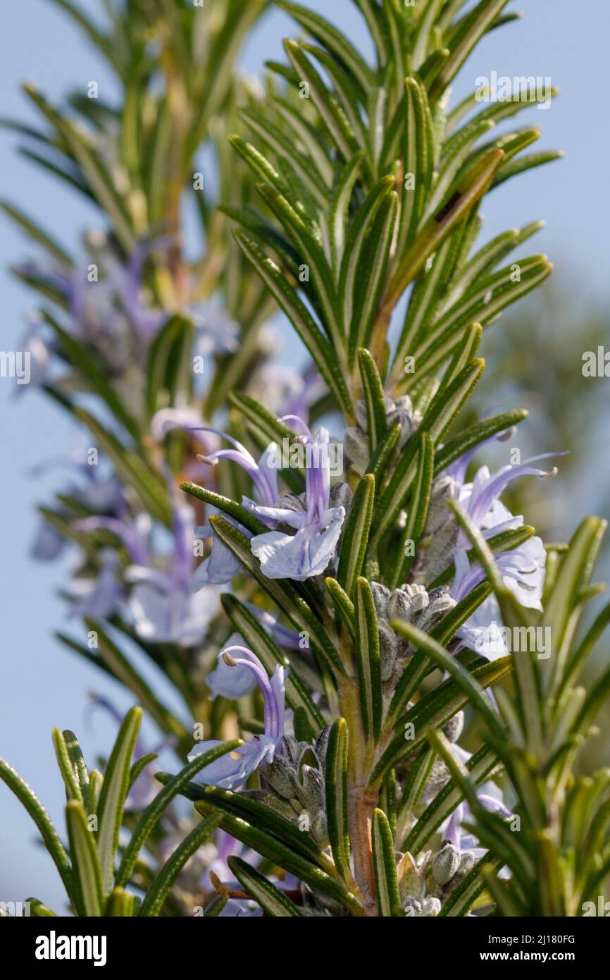 Rosemary plant and flowers Stock Photo Alamy