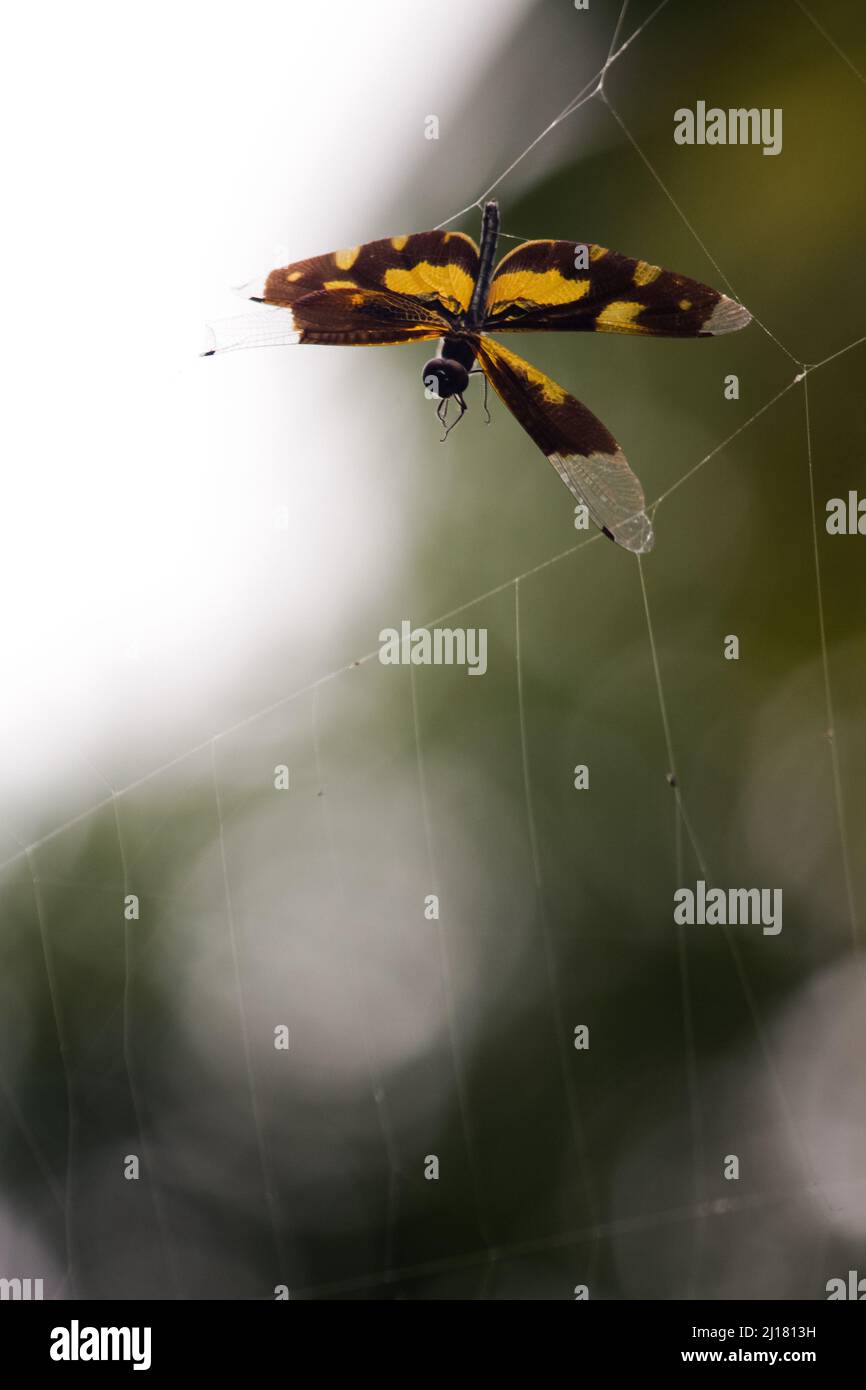 A selective focus shot of a dragonfly on a spider web outdoors Stock ...