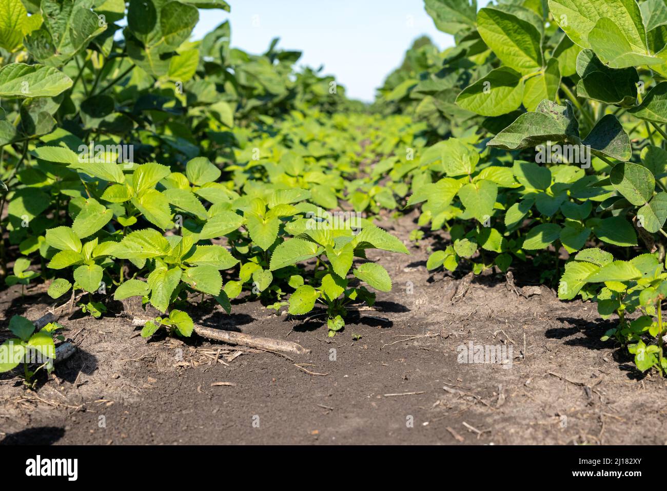 Prickly Sida, Teaweed, growing in soybean field. Weed control, herbicide application, and agriculture concept. Stock Photo