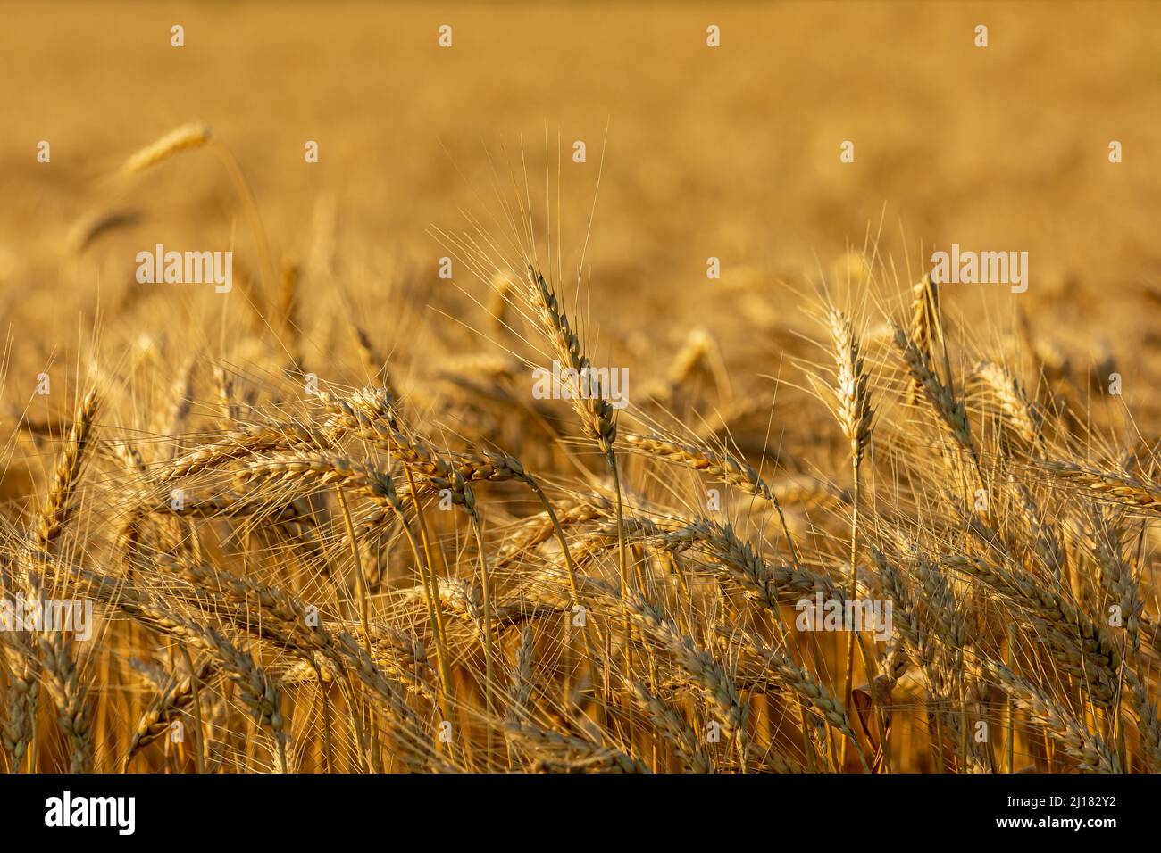 Wheat field ready for harvest at sunset. Cereal grain farming, commodity market and trade